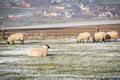 Flock of sheep Royalty Free Stock Photo