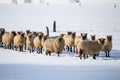 Flock of sheep in winter. Royalty Free Stock Photo