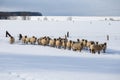 Flock of sheep in winter. Royalty Free Stock Photo