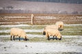 Flock of sheep in winter Royalty Free Stock Photo