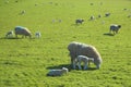 Flock of sheep with young lambs
