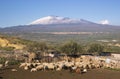 Flock In A Sheepfold