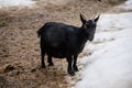 Flock in sheepfold or farm livestock pen of countryside in winter day, Black woolly goat standing in the shelter in hay, straw and Royalty Free Stock Photo