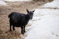 Flock in sheepfold or farm livestock pen of countryside in winter day, Black woolly goat standing in the shelter in hay, straw and Royalty Free Stock Photo