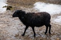 Flock in sheepfold or farm livestock pen of countryside in winter day, Black woolly sheep standing in the shelter in hay, straw Royalty Free Stock Photo