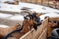 Flock in sheepfold or farm livestock pen of countryside in winter day, Brown and black woolly goats standing in the shelter in hay Royalty Free Stock Photo