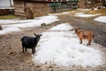 Flock in sheepfold or farm livestock pen of countryside in winter day, Brown and black woolly goats standing in the shelter in hay Royalty Free Stock Photo