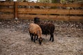 Flock in sheepfold, farm livestock pen of countryside in winter day, Brown woolly sheep and goats family with lambs standing in Royalty Free Stock Photo