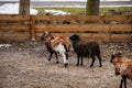 Flock in sheepfold, farm livestock pen of countryside in winter day, Brown woolly sheep and goats family with lambs standing in Royalty Free Stock Photo