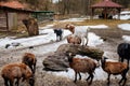 Flock in sheepfold, farm livestock pen of countryside in winter day, Brown woolly sheep and goats family with lambs standing in Royalty Free Stock Photo