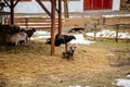 Flock in sheepfold, farm livestock pen of countryside in winter day, Brown woolly sheep and goats family with lambs standing in Royalty Free Stock Photo