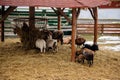 Flock in sheepfold, farm livestock pen of countryside in winter day, Brown woolly sheep and goats family with lambs standing in Royalty Free Stock Photo