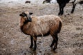 Flock in sheepfold or farm livestock pen of countryside in winter day, Brown woolly sheep standing in the shelter in hay, straw Royalty Free Stock Photo