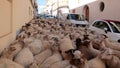 Flock of sheeps crowding the village streets at Saint anthony animals blessing day