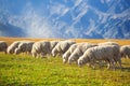 Flock of sheeps feeding in mountains Royalty Free Stock Photo