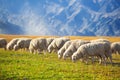 Flock of sheeps feeding in mountains