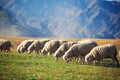 Flock of sheeps feeding in mountains Royalty Free Stock Photo
