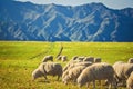 Flock of sheeps feeding in mountains Royalty Free Stock Photo