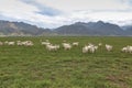A flock of sheeps on grassland Royalty Free Stock Photo