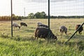 Flock sheeps grazing on agricultural fields at sunset. Green pasture with sheep in countryside.