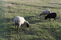 Flock sheeps grazing on agricultural fields at sunset. Green pasture with sheep in countryside