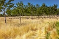 Flock of sheeps grazing on a dry field of Calabria