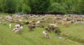 Flock of sheeps grazing in a hill Royalty Free Stock Photo