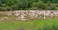Flock of sheeps grazing in a hill Royalty Free Stock Photo