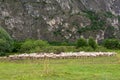 Flock of sheeps grazing in a hill Royalty Free Stock Photo