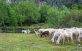 Flock of sheeps grazing in a hill Royalty Free Stock Photo