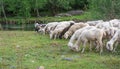 Flock of sheeps grazing in a hill Royalty Free Stock Photo