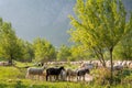 Flock of sheeps grazing in a hill at sunset Royalty Free Stock Photo