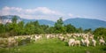 Flock of sheeps grazing in a hill at sunset Royalty Free Stock Photo