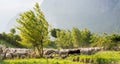 Flock of sheeps grazing in a hill at sunset Royalty Free Stock Photo