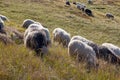 Flock of sheeps grazing on summer hills. Pasture background. Herd of lambs on carpathian mountains. Rural landscape. Royalty Free Stock Photo