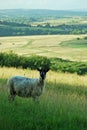 Flock of sheeps in the green field at sunset Royalty Free Stock Photo