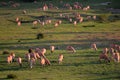 Flock of sheeps in the green field at sunset Royalty Free Stock Photo