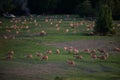 Flock of sheeps in the green field at sunset Royalty Free Stock Photo