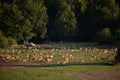 Flock of sheeps in the green field at sunset Royalty Free Stock Photo