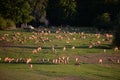 Flock of sheeps in the green field at sunset Royalty Free Stock Photo