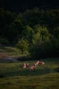 Flock of sheeps in the green field at sunset Royalty Free Stock Photo