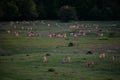 Flock of sheeps in the green field at sunset Royalty Free Stock Photo