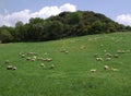 Flock of sheeps at green fields Royalty Free Stock Photo