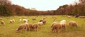 Flock of sheeps in a meadow