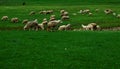 Flock of sheeps on meadowsof Sjenica, Serbia Royalty Free Stock Photo