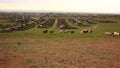Flock of sheeps moving, Kharkhorin, Mongolia