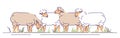 Flock of sheeps on pasture flat vector illustration. Livestock farming, animal husbandry cartoon concept with outline