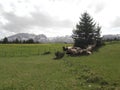 The Flock resting in the shadow and the Durmitor mountain at the background Royalty Free Stock Photo