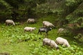 Flock of sheeps on a subalpine meadow Royalty Free Stock Photo