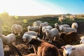 Flock of sheeps togheter white and brown sunlight